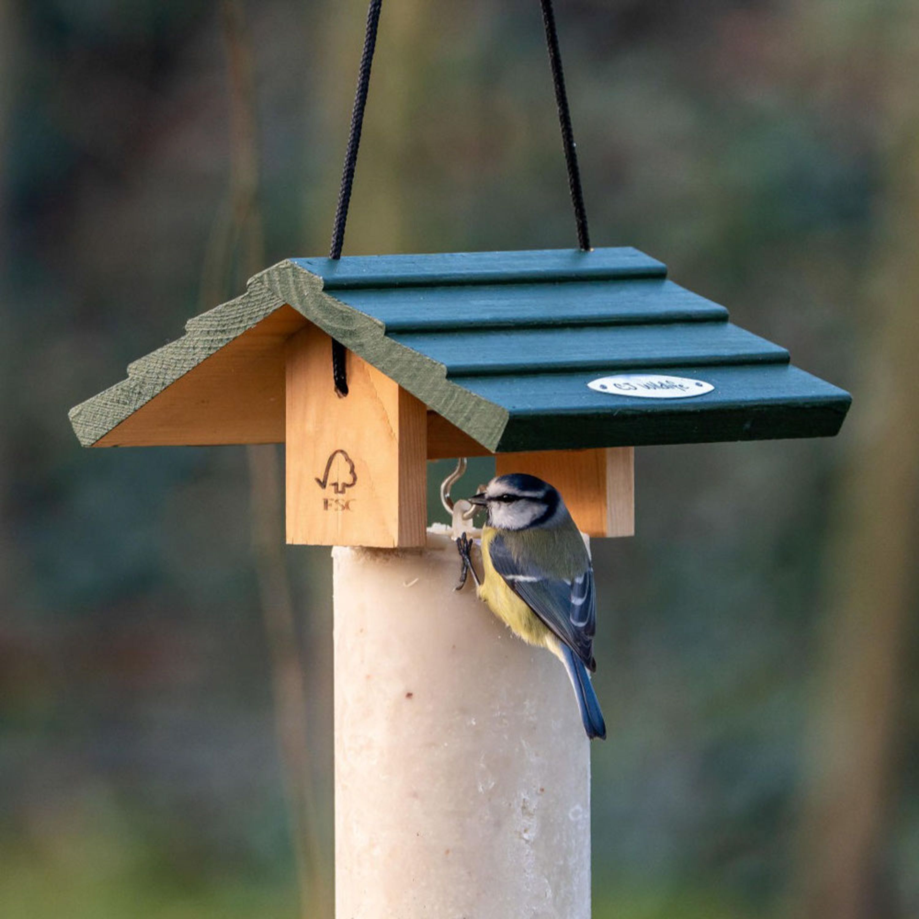 Energiekuchen-Haus Claviere | CJ Wildlife